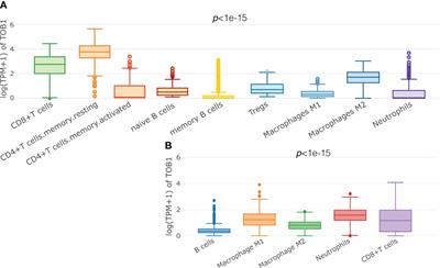 TOB1 modulates neutrophil phenotypes to influence gastric cancer progression and immunotherapy efficacy